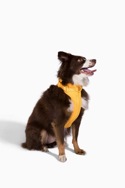 Comfortable stretchy and classic yellow dog harness on sitting brown and white dog