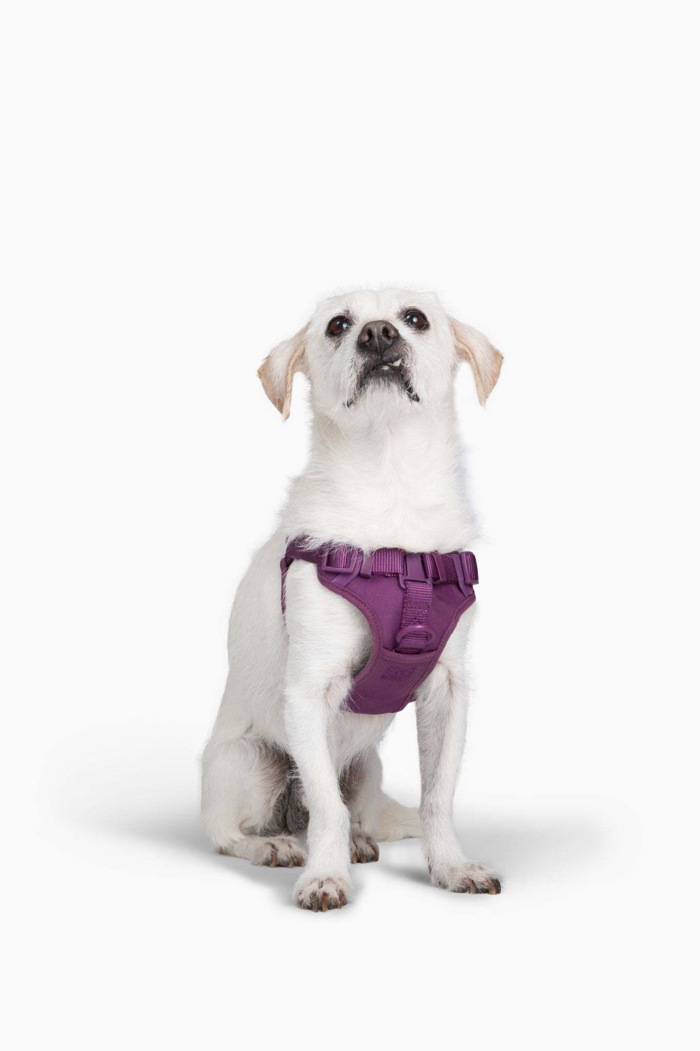 small white dog wearing purple step in dog harness with padded adjustable straps and back buckle
