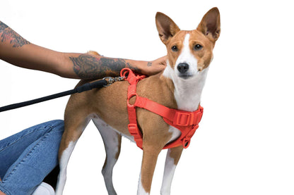 Brown and white dog wearing a red padded step in dog harness with adjustable straps and leash attached