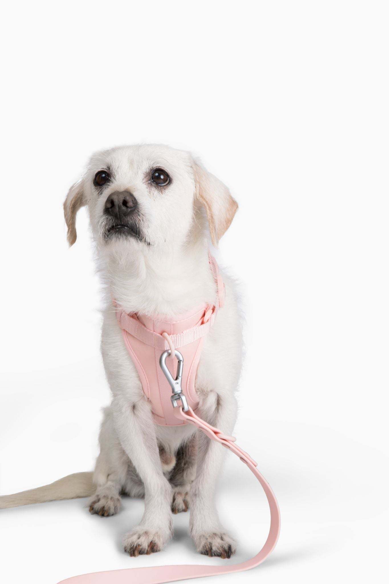 Small white dog wearing a comfortable stretchy and classic pink harness with a leash attached