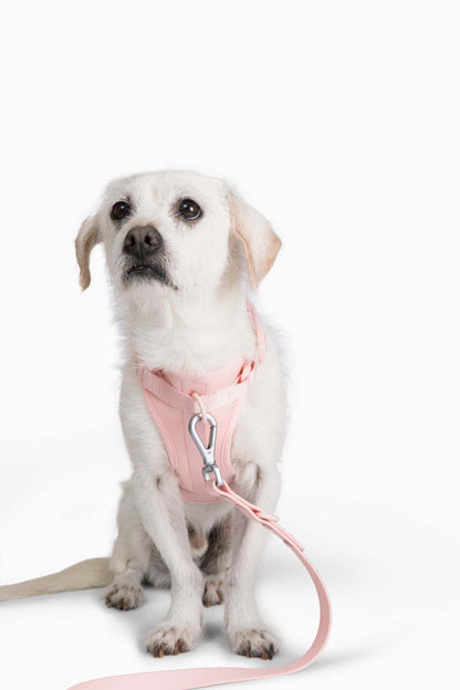 Small white dog wearing a comfortable stretchy and classic pink harness with a leash attached