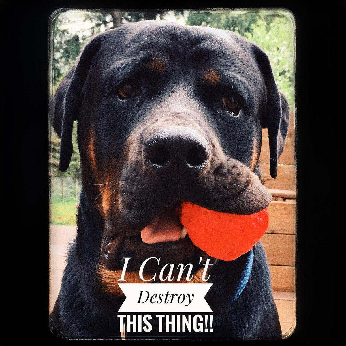 WUNDERball durable natural rubber fetch toy for dogs