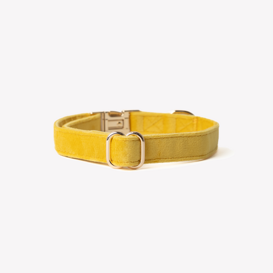 Yellow velvet dog collar with gold buckle and d-ring
