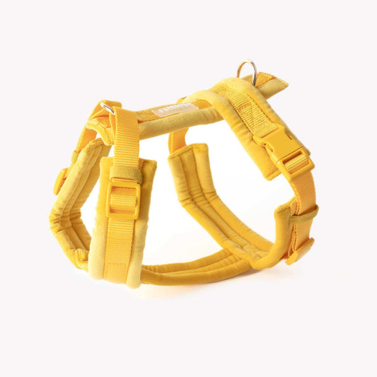 yellow velvet dog harness with gold hardware
