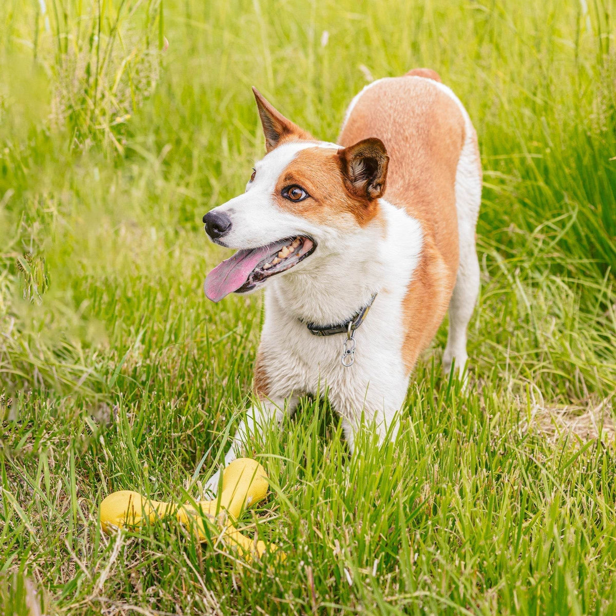 Zogoflex Echo Skamp durable safe dog chew and fetch toy
