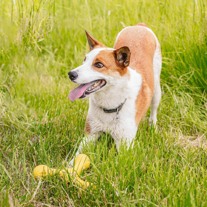 Zogoflex Echo Skamp durable safe dog chew and fetch toy